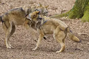 Wild Animals In Woods Drucke: Two wolves standing close to each other