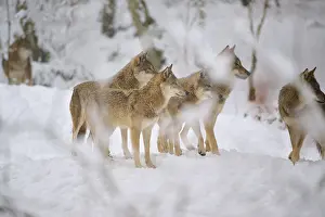 Winter Time Scenery Drucke: Five wolves standing close together in the snow of the forest