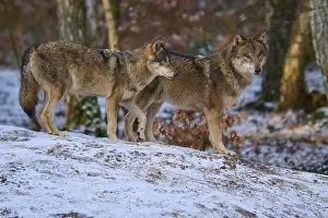 Central Europe Wildlife Scene Drucke: Two wolves standing close together in a winter forest