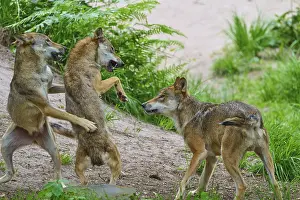 Gerahmter Druck : Drei Wölfe stehen im Wald. Gerahmter Druck : Drei Wölfe stehen im Wald.