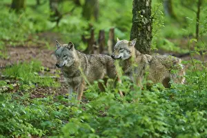 German Forest Landscape Drucke: Two wolves standing together in a green forest
