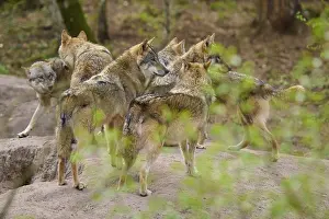 Central Europe Wild Animals Drucke: Several wolves standing together as a group in the forest