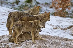 Canis Lupus Natural Environment Drucke: Four wolves standing and looking in one direction