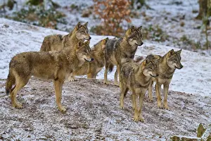 German Wolf Habitat Drucke: Six wolves standing next to each other in the snow