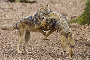 Gray Wolf Drucke: Two wolves standing in an upright position in the forest