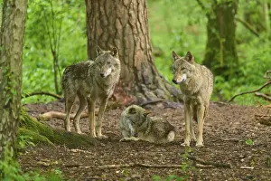 Wolves In Forest Drucke: Two wolves standing and one wolf resting in the forest under high trees