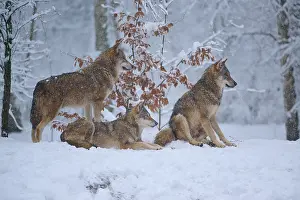 Predator In Nature Drucke: Three wolves in the wintry forest