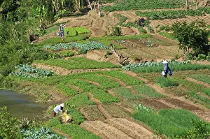 Southeast Asian Agriculture Drucke: Women working in vegetable fields