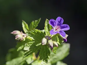 Deserted Woodland Scene Drucke: Wood cranesbill (Geranium sylvaticum)
