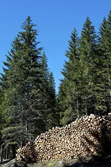Woodland Landscape Drucke: Wood cuts in a forest
