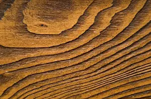Uninhabited Forest Landscape Photo Drucke: Wood macro texture
