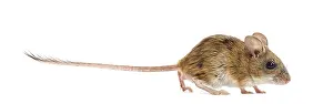 Studio Shot Of A Mouse Drucke: Wood mouse exploring a white background