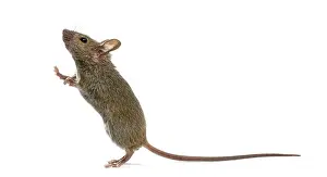 Wild Animal Studio Photography Drucke: Wood mouse looking up in front of a white background