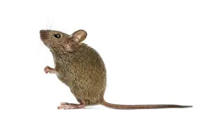 Rodent Wildlife Photography Drucke: Wood mouse in front of a white background
