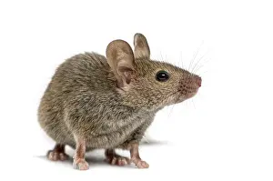 Rodent Wildlife Photography Drucke: Wood mouse in front of a white background