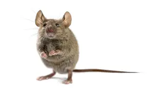 Rodent Wildlife Photography Drucke: Wood mouse in front of a white background