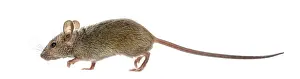 Wild Animal Profile View Drucke: Wood mouse in front of a white background