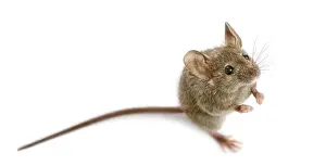Rodent Wildlife Drucke: Wood mouse in front of a white background