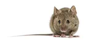 Wild Animal Against White Background Drucke: Wood mouse in front of a white background