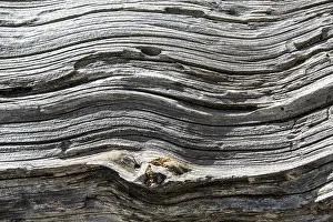 Close Up Wood Texture Drucke: Wood structure of a dead tree