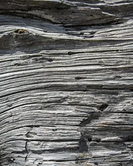 Detailed Botany Images Drucke: Wood structure of a dead tree