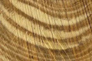 Wood Texture Drucke: Wood texture