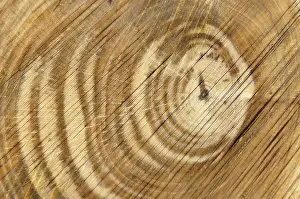 Forest Management Images Drucke: Wood texture