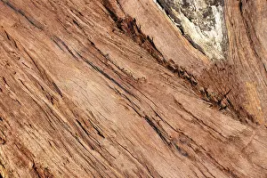 Wood Texture Drucke: Wood texture with grains