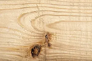 Deserted Woodland Scene Drucke: Wood texture with natural patterns