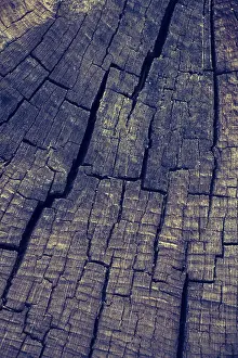 Full Frame Wood Texture Drucke: Wood texture with natural patterns as a background