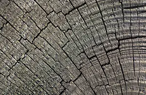 Full Frame Wood Image Drucke: Wood texture with natural patterns as a background