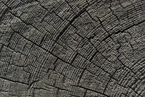 Full Frame Wood Image Drucke: Wood texture with natural patterns as a background