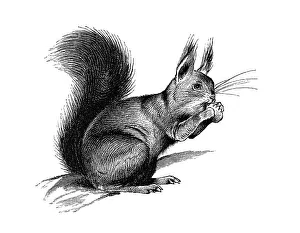 Traditional Craftsmanship Techniques Drucke: Woodcut, Bushy-tailed squirrel (Sciurus)