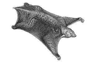 Historical Art Prints Online Drucke: Woodcut, Colugo (Galeopithecus volans)