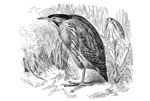 Wildlife Illustration Prints Drucke: Woodcut, Eurasian Bittern or Great Bittern (Botaurus stellaris)