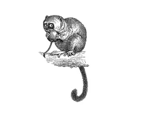 Handmade Crafts Drucke: Woodcut, Mouse lemur (Microcebus)