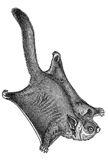 Traditional Crafts Artwork Drucke: Woodcut, Petaurus (Petaurus sciureus)