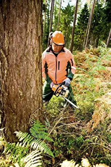 Chainsaw Operator Drucke: A woodcutter at work in the forest