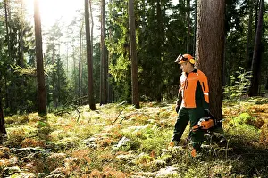 Timber Industry Job Drucke: A woodcutter at work in the forest