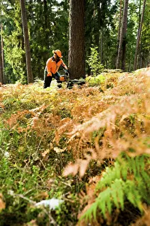 Chainsaw Operator Drucke: A woodcutter at work in the forest