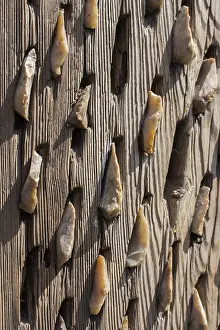 Full Frame Wooden Texture Drucke: Wooden background with a certain texture pattern