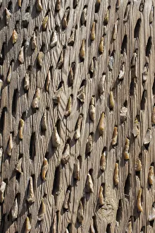 Full Frame Wood Texture Drucke: Wooden background with a certain texture pattern