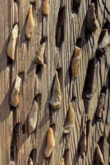 Wooden Background Image Drucke: Wooden background with a certain texture pattern
