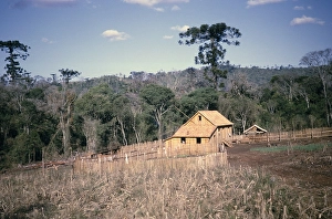 Pine Forest Landscape Photography Drucke: Wooden farmhouse under construction in a pine forest