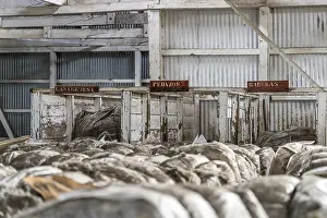 Latin America Photography Drucke: Wool sorting, Estancia San Gregorio