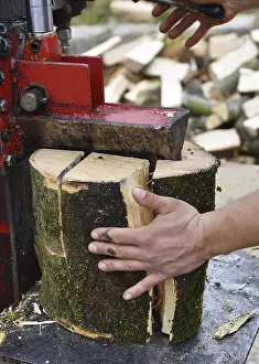 Firewood Production Drucke: Worker making firewood with a log splitter