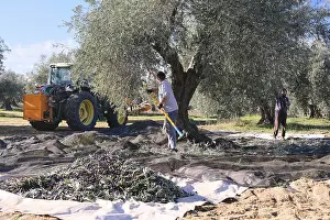 Traditional Farming Methods Drucke: Workers using tools to gather olives from trees in a grove