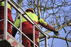 Green Space Management Drucke: Workers on the work platform pruning or maintaining trees
