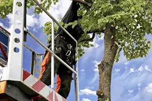 Urban Forestry Drucke: Workers on the work platform pruning or maintaining trees