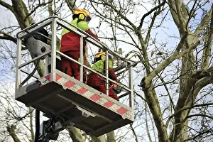 Deciduous Tree Care Drucke: Workers on the work platform pruning or maintaining trees